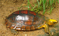 http://www.hndexu.com/news/35d999064.html